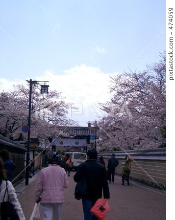 When cherry blossoms smile in the blue sky When cherry blossoms smile in the blue sky 474059