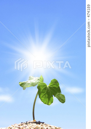Futaba of morning glory 474189
