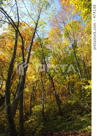 The yellow leaves of Shirakami mountains 474198