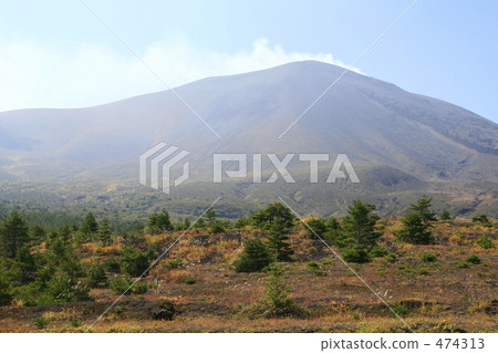 Grass foliage of Legisigara 474313