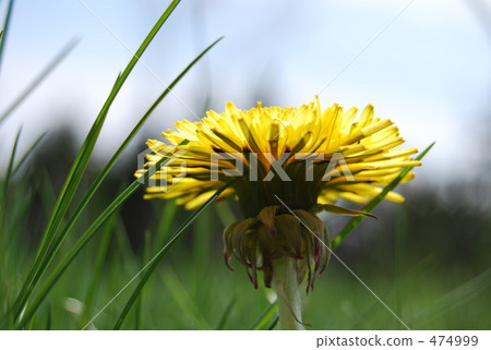 Quickly dandelion 474999