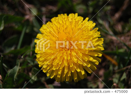 Dandelion up Dandelion up 475000