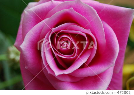 The core of a rose The core of a rose 475003