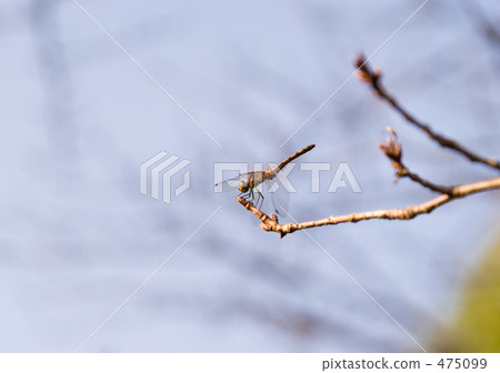 It stains in madder color 475099