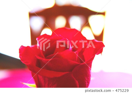 玫瑰花 紅色 475229