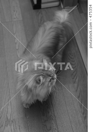 波斯貓紅虎斑 波斯貓紅虎斑 475354