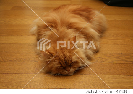 Persian Cat Red Tabby 475393