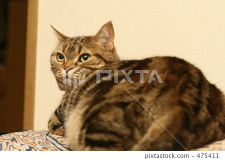 American Short Hair Brown Tabby Stock Photo 475411 Pixta