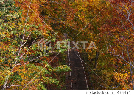 Tunnel of autumn leaves 475454