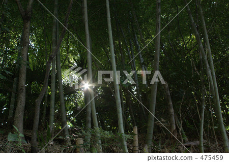 插入竹林的光線 475459