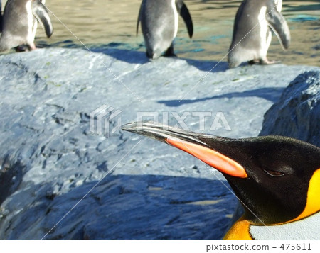 一隻厚臉皮的企鵝 475611
