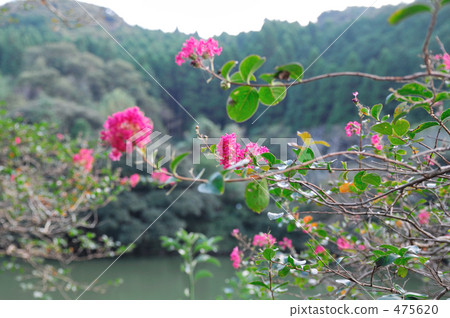 Flower of crape mybs Flower of crape mybs 475620