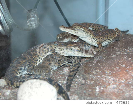 一種作物 一種作物 475635