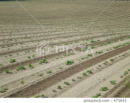 Potato field spring Potato field spring 475641
