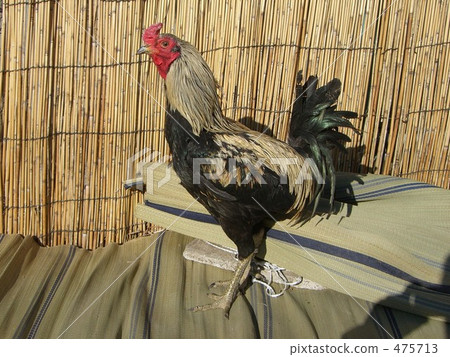 Chicken chicken chicken Chabo Yufuin chicken 475713