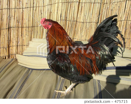 Chicken chicken chicken Chabo Yufuin chicken 475715