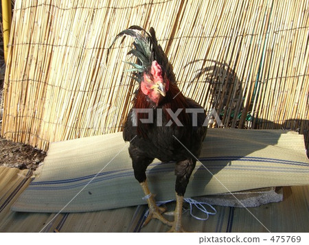 Chicken chicken chicken Chabo Yufuin chicken 475769