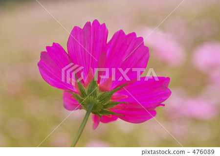 大波斯菊 大波斯菊田地 粉色鮮花 476089