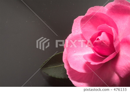 茶花 茶花 476133