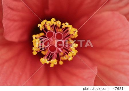 芙蓉 476214