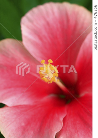 漸變色芙蓉 476256