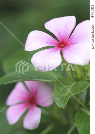 Pink Nichiconnia 476308