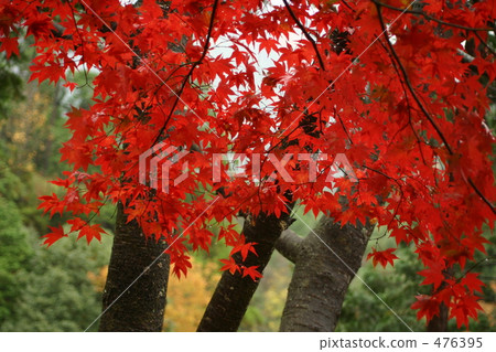 maple, yellow leafe, autumn 476395