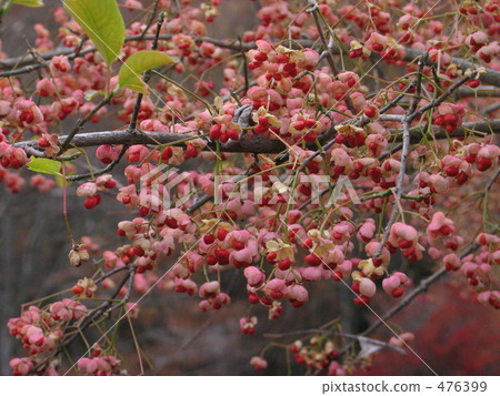 分類樹 秋天 秋 476399