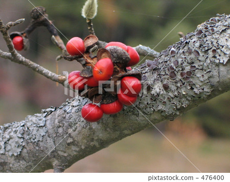 樹木 樹 木頭 476400