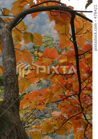 mountain trail, maple, yellow leafe 476421