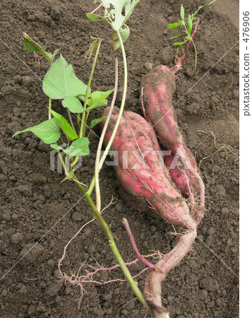 好〜,我挖吧〜 好〜,我挖吧〜 476906