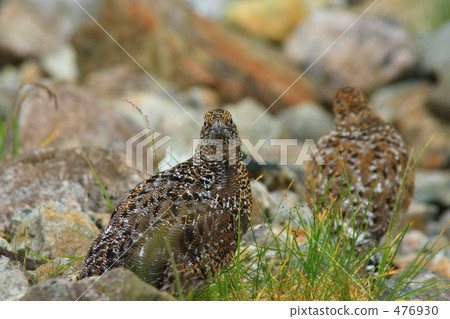 Thunderbirds 6 476930