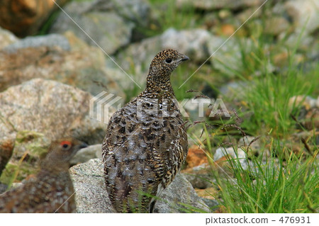 Thunderbirds 7 Thunderbirds 7 476931