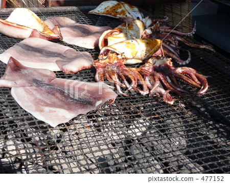 Squid squid Squid squid 477152
