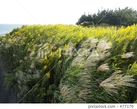 Susuki and Seita Kawadasshi Saw 477170