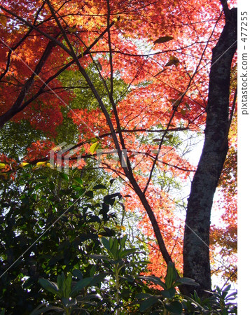 嵯峨野 天龍寺 地面 477255