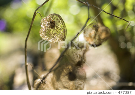 Hoesiki成為了網絡的眼睛 477387