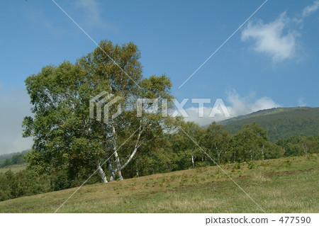 sugadaira ranch, lawn, sward 477590