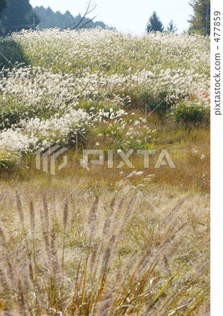 Susuki of Hiezan 477859