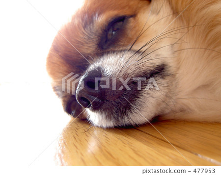 chihuahua, dog, dogs 477953