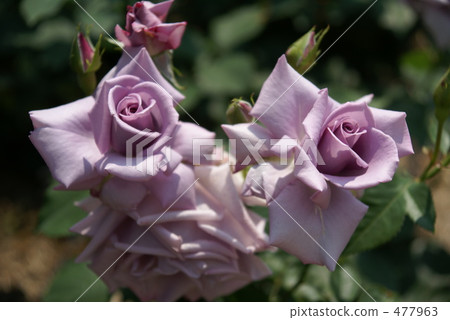 Twin rose Twin rose 477963