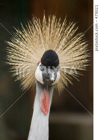White-crowned crane 478021