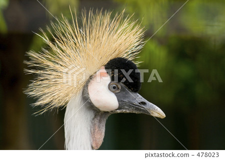 White-crowned crane White-crowned crane 478023