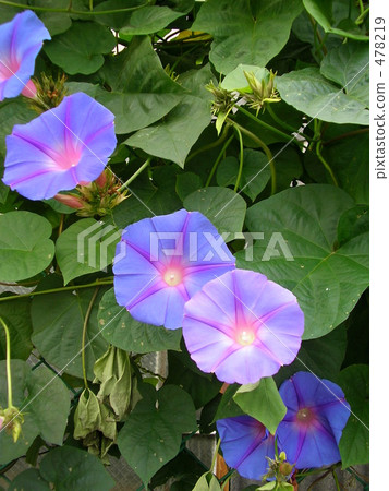 Nagamed盛開的牽牛花 478219