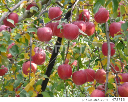 Apple in Tsugaru 478716