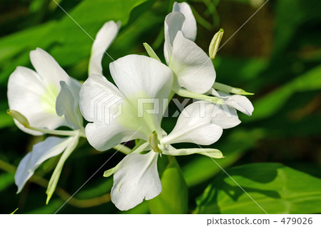 Ginger flower Ginger flower 479026