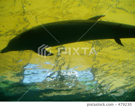 Dolphin ancient creatures with belly billet? What? 479230