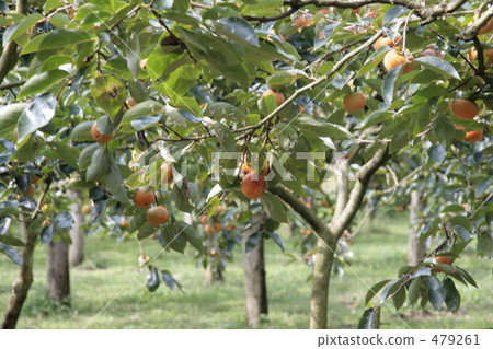 A fruit persimmon in an orchard tree 479261