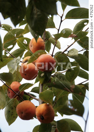 A fruit persimmon in an orchard tree 479262
