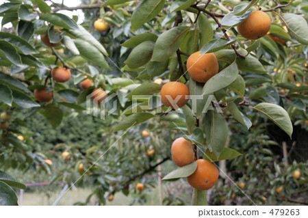 A fruit persimmon in an orchard tree 479263